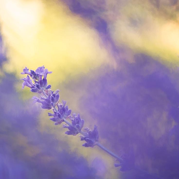 Overview of protected areas